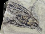 Rare, Fossil Cockroach (Syscioblatta) & Bivalves - Kinney Quarry, NM #80426-1